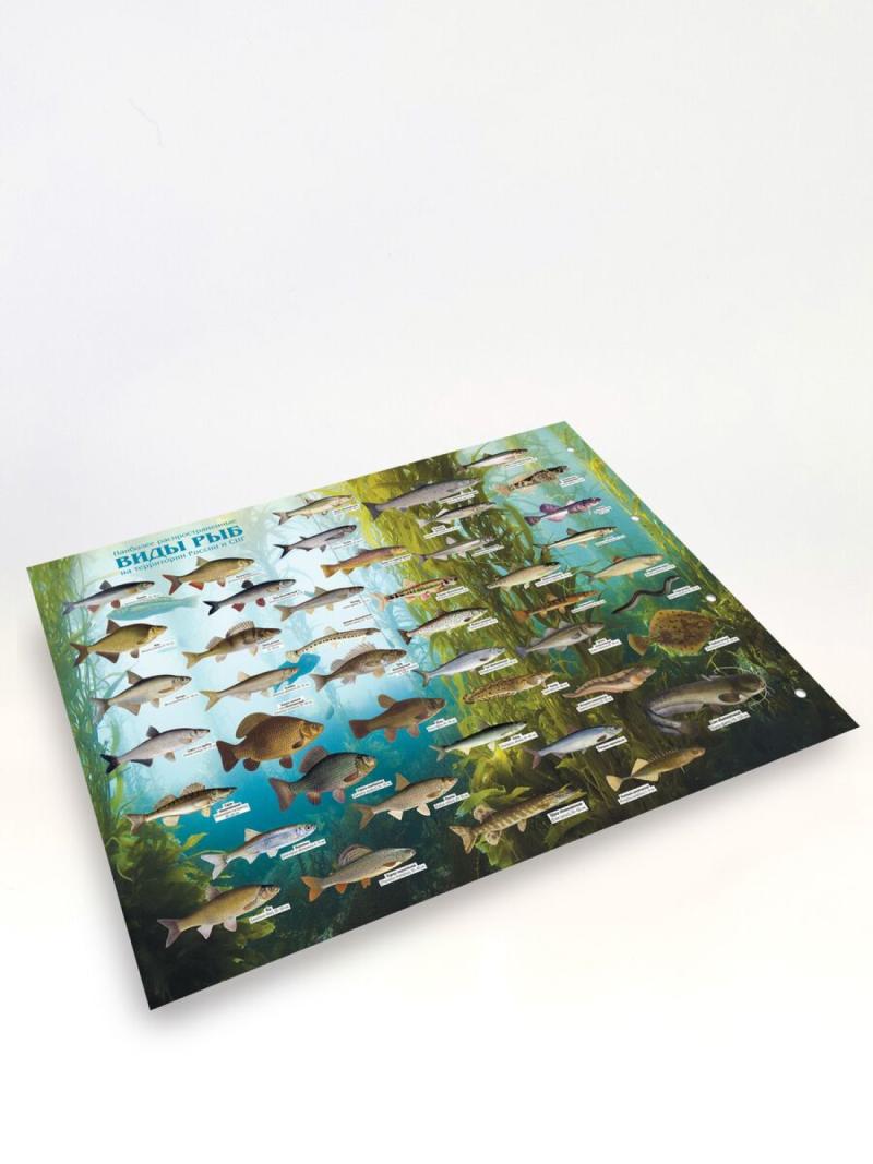 Трофейный альбом 